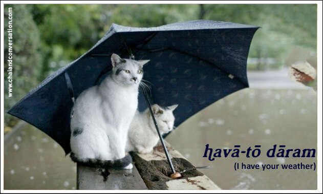 hava to daram, i have your weather, two cats under umbrella